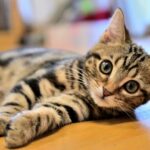 エアコンに影響を与える可能性のある長い毛を持つペット